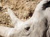 Are Safari Operators Doing Enough for Conservation Are Safari Operators Doing Enough for Conservation