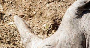 Are Safari Operators Doing Enough for Conservation Are Safari Operators Doing Enough for Conservation