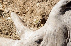 Are Safari Operators Doing Enough for Conservation Are Safari Operators Doing Enough for Conservation