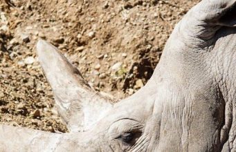 Are Safari Operators Doing Enough for Conservation Are Safari Operators Doing Enough for Conservation
