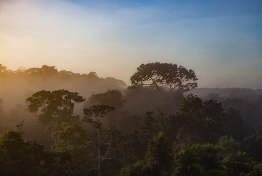 Best eco-lodges in the Amazon Rainforest