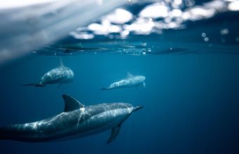 Should Tourists Boycott Unethical Animal Encounters in Africa Should Tourists Boycott Unethical Animal Encounters in Africa