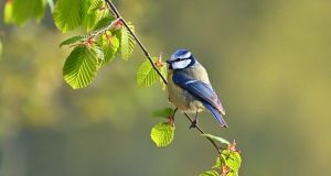 Should Tourists Skip Wildlife Parks with Captive Animals Should Tourists Skip Wildlife Parks with Captive Animals