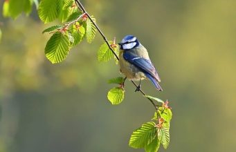 Should Tourists Skip Wildlife Parks with Captive Animals Should Tourists Skip Wildlife Parks with Captive Animals