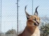Photography tips for African safaris Photography tips for African safaris