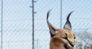 Photography tips for African safaris Photography tips for African safaris