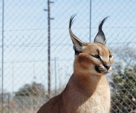 Photography tips for African safaris Photography tips for African safaris