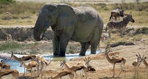 Wildlife Encounters: Africa’s Big Five and Beyond Wildlife Encounters: Africa’s Big Five and Beyond