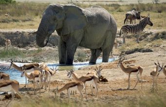 Wildlife Encounters: Africa’s Big Five and Beyond Wildlife Encounters: Africa’s Big Five and Beyond