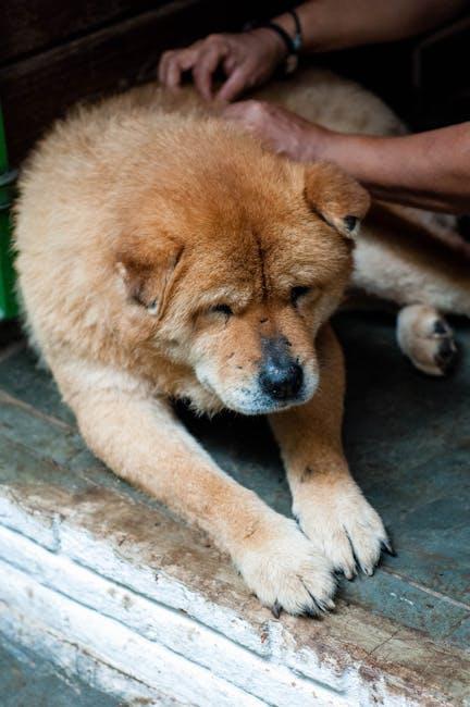 Wildlife⁣ Conservation or Exploitation: Evaluating Animal Welfare Standards