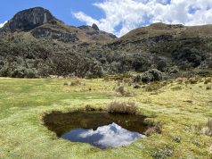 Best national parks in Ecuador for wildlife spotting