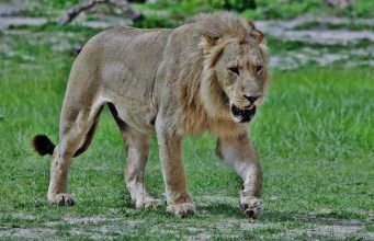 Adventure Activities to Try in Africa This Year Adventure Activities to Try in Africa This Year