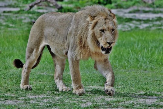 Adventure Activities to Try in Africa This Year Adventure Activities to Try in Africa This Year