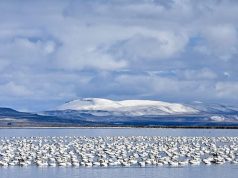 Unveiling the Secrets of the Serengeti Migration Unveiling the Secrets of the Serengeti Migration