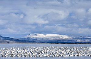 Unveiling the Secrets of the Serengeti Migration