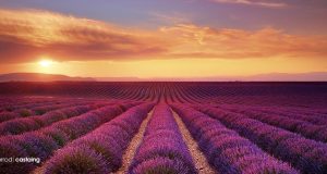 The Impact of Tourism on Western Europe’s Natural Landscapes The Impact of Tourism on Western Europe’s Natural Landscapes