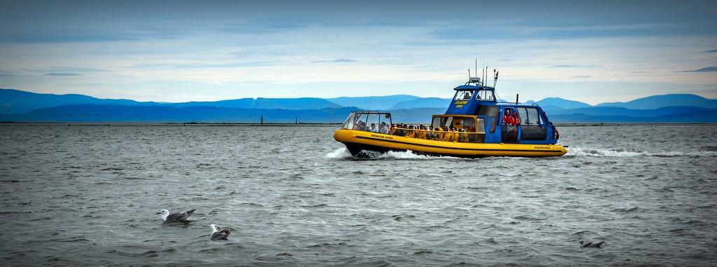 Exploring the Majestic Giants of the Atlantic