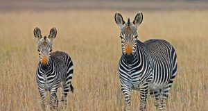 Should Tourists Visit Africa’s Conflict Zones Should Tourists Visit Africa’s Conflict Zones