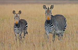 Should Tourists Visit Africa’s Conflict Zones Should Tourists Visit Africa’s Conflict Zones