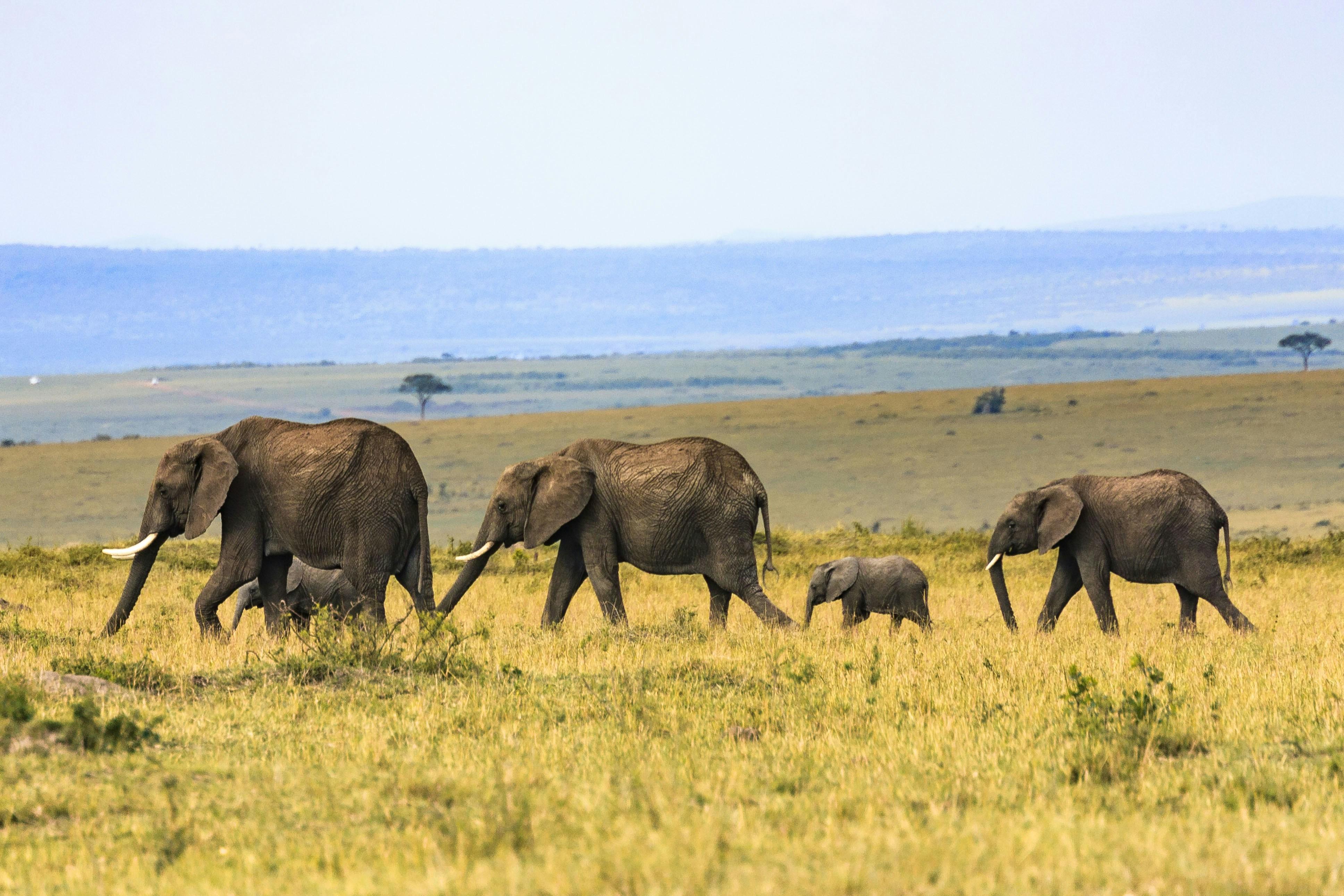 Guidelines for Responsible and ‍Ethical Travel Choices
