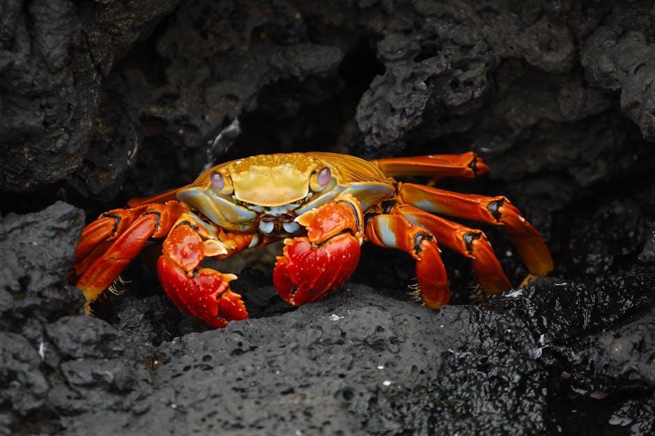 Galapagos Marvels: Wildlife Encounters ⁤at Their Best