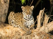 Discovering the Unique Ecosystems of the Pantanal