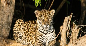 Discovering the Unique Ecosystems of the Pantanal