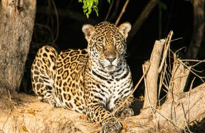 Discovering the Unique Ecosystems of the Pantanal Discovering the Unique Ecosystems of the Pantanal