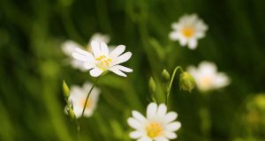 Are European Countries Doing Enough to Promote Sustainable Tourism Are European Countries Doing Enough to Promote Sustainable Tourism