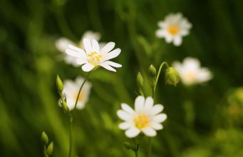 Are European Countries Doing Enough to Promote Sustainable Tourism Are European Countries Doing Enough to Promote Sustainable Tourism