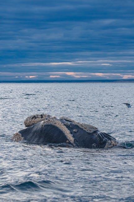 Encounter Majestic Giants: Whale Watching in ⁣Patagonia