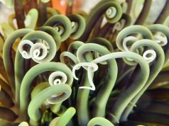 The Impact of Tourism on the Galápagos Marine Ecosystem The Impact of Tourism on the Galápagos Marine Ecosystem