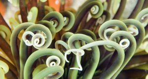 The Impact of Tourism on the Galápagos Marine Ecosystem The Impact of Tourism on the Galápagos Marine Ecosystem