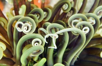 The Impact of Tourism on the Galápagos Marine Ecosystem The Impact of Tourism on the Galápagos Marine Ecosystem