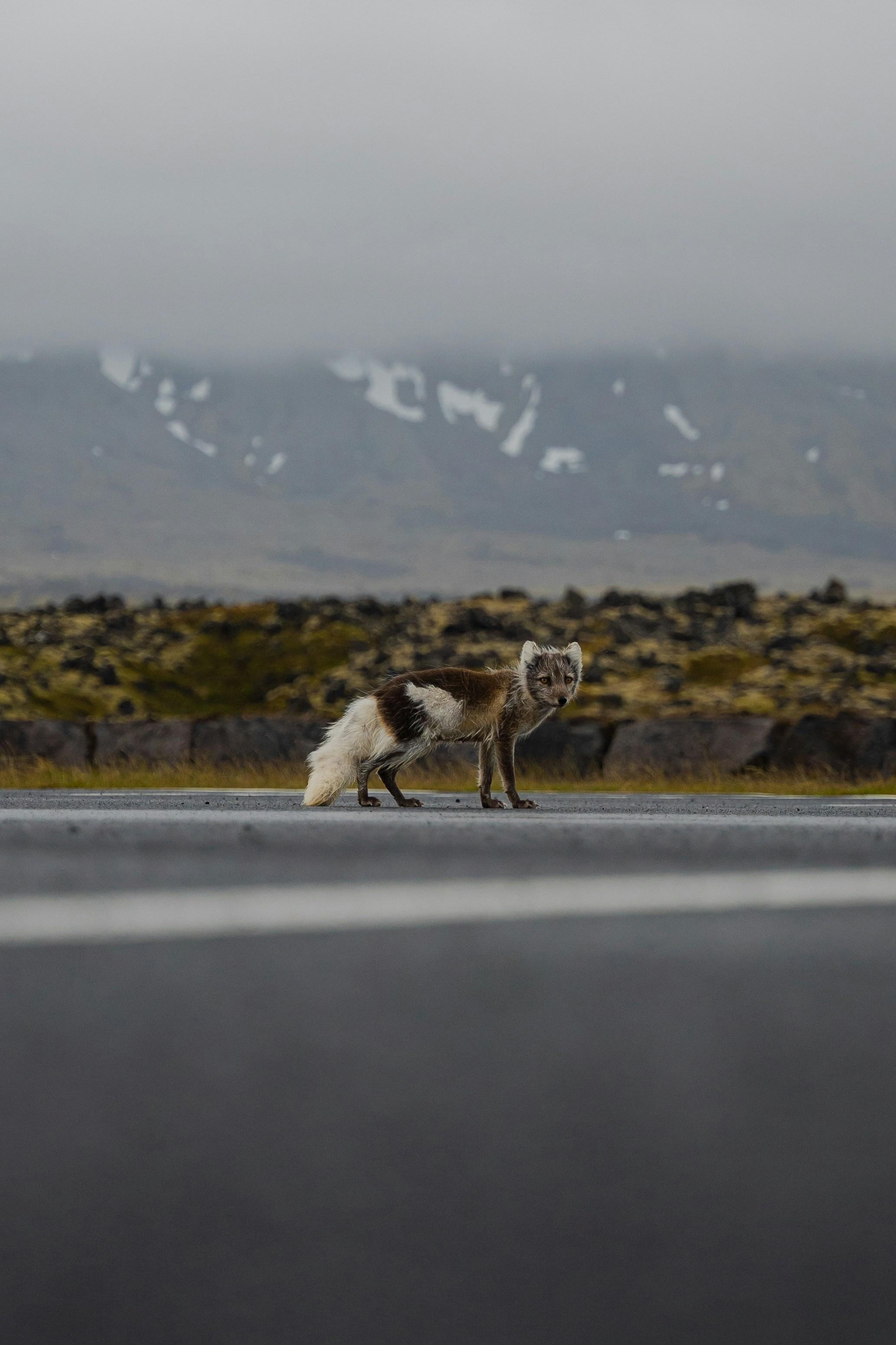 Incorporating⁤ Wildlife into Your Landscape Photography