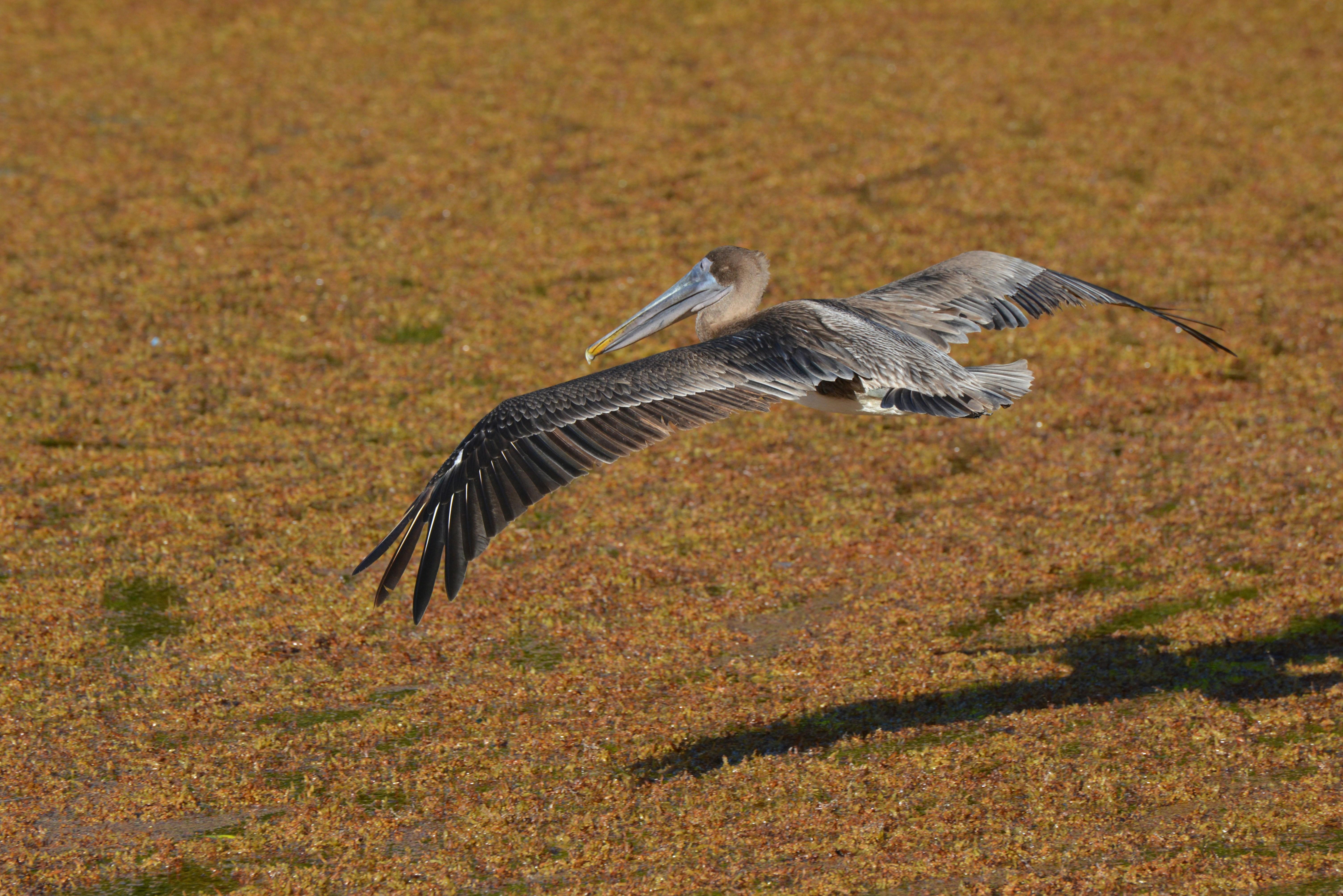 Guidelines for Responsible Wildlife Tourism