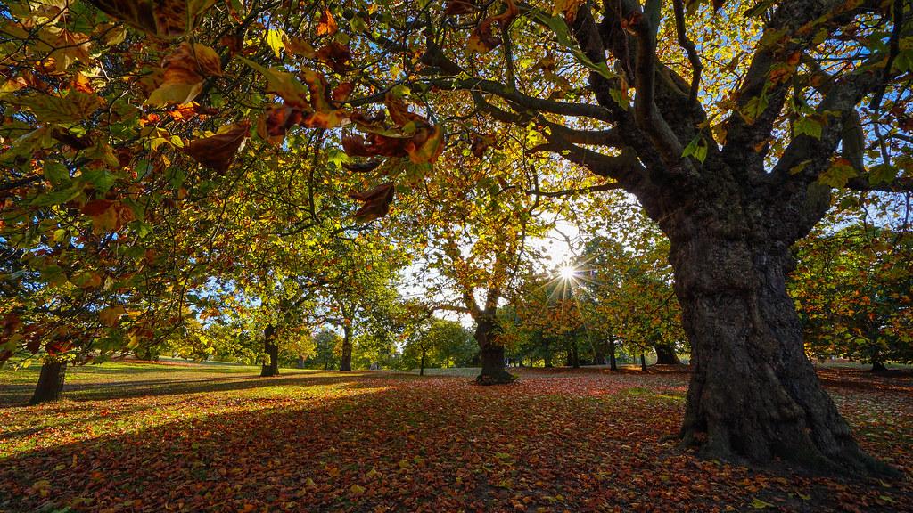 Seasonal Tips and Must-Visit Spots for the ​Ultimate Foliage Experience