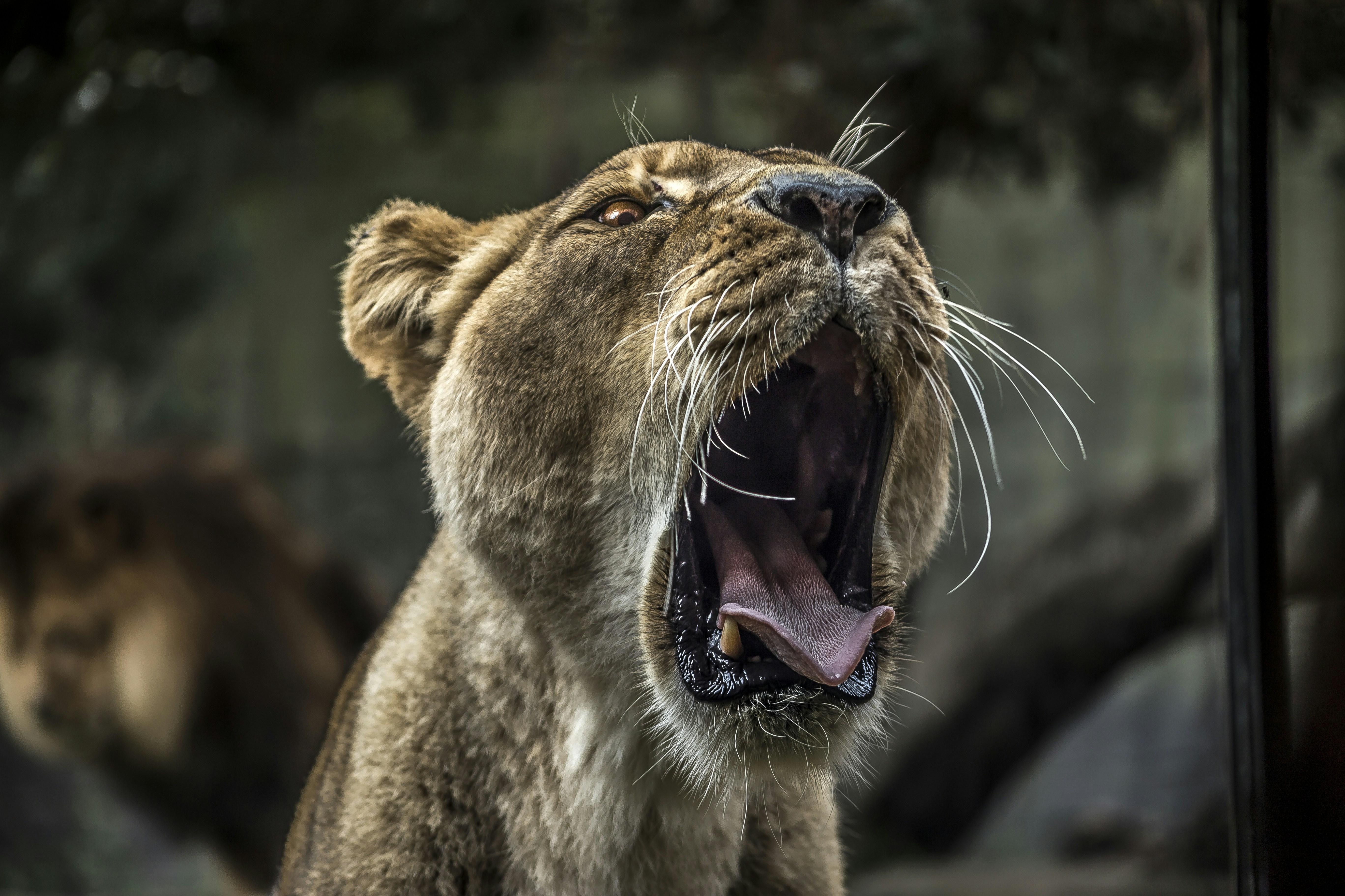 Engaging Wildlife Activities for Young Explorers