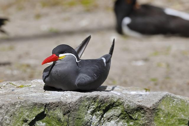 Environmental ‌Impact: ⁣Protecting the Ecosystem