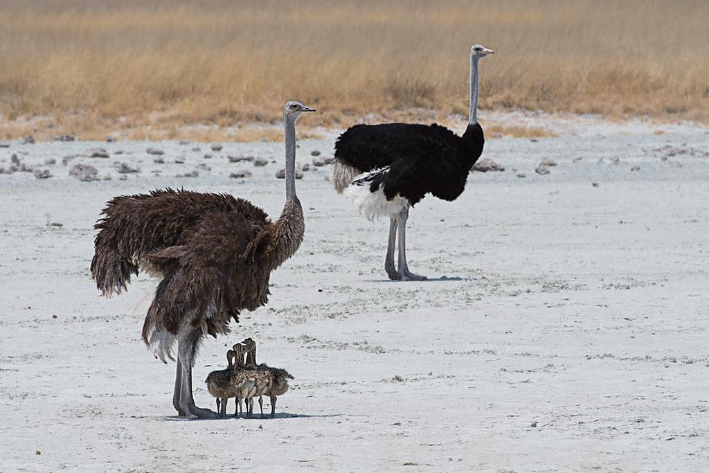 Expert Tips for ​an Unforgettable⁢ Birdwatching Safari Experience