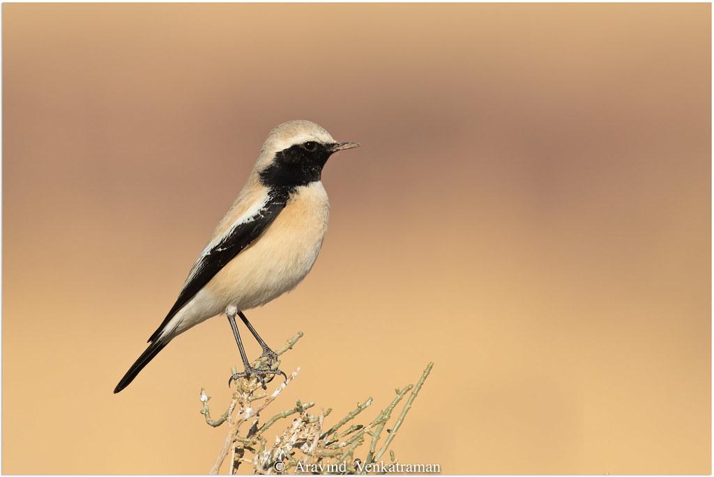 Desert Oases: Unexpected Birdwatching Havens