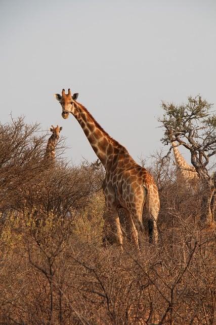 Navigating Namibias Untamed Landscapes with Confidence