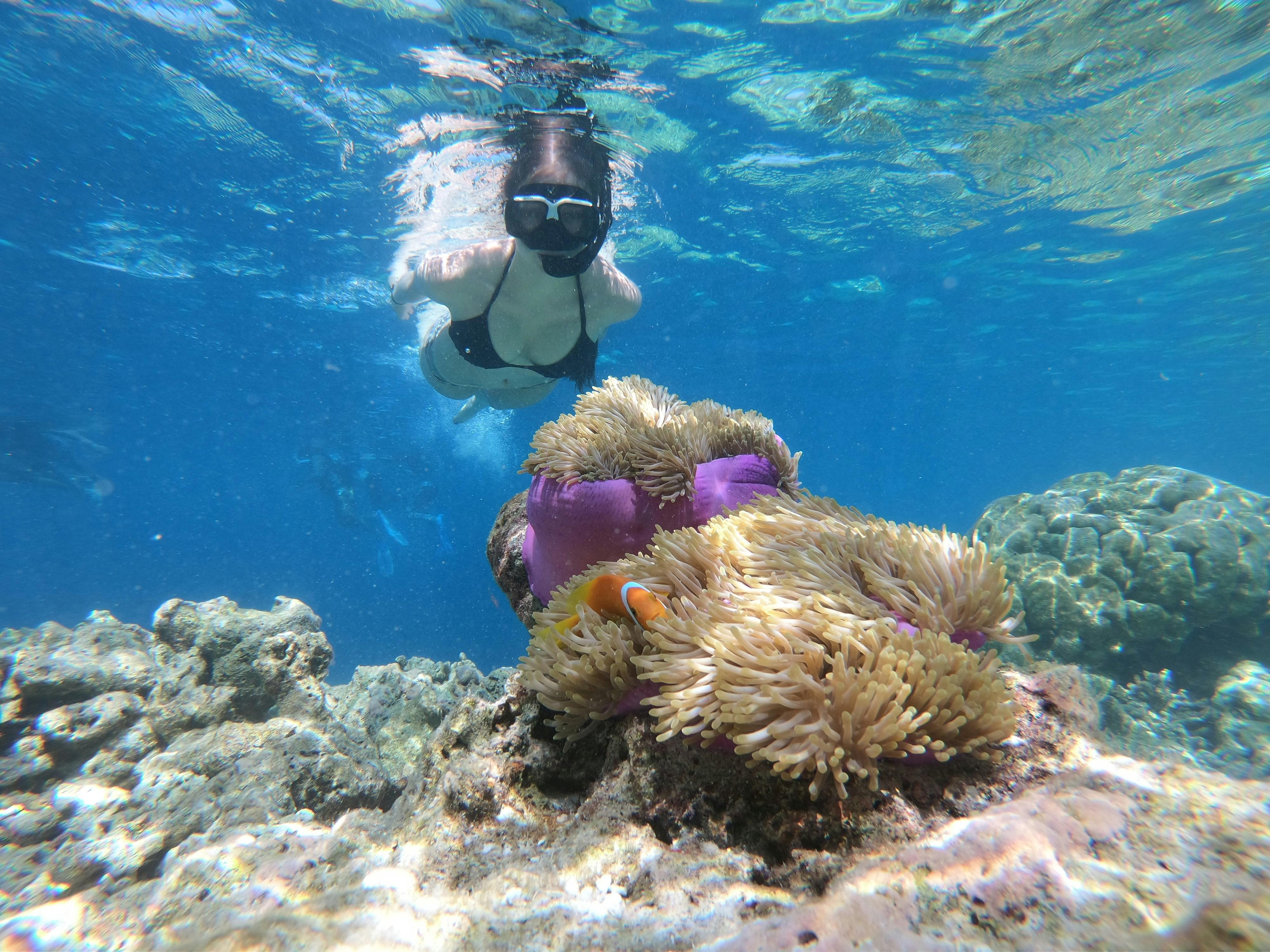 Exploring Underwater Paradises Unique Marine Life Encounters Pristine Coral Reefs Await Insider Tips for a ⁢Memorable⁣ Snorkeling Experience