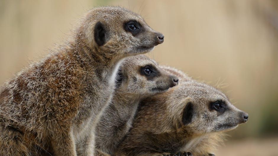 Packing Essentials for a Comfortable and Safe Adventure