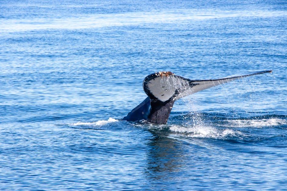 Seasonal ​Highlights for‌ Optimal Whale ​Sightings