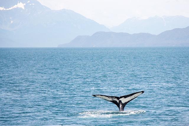 Essential ‌Tips ​for‌ a Memorable Whale Watching ‍Adventure