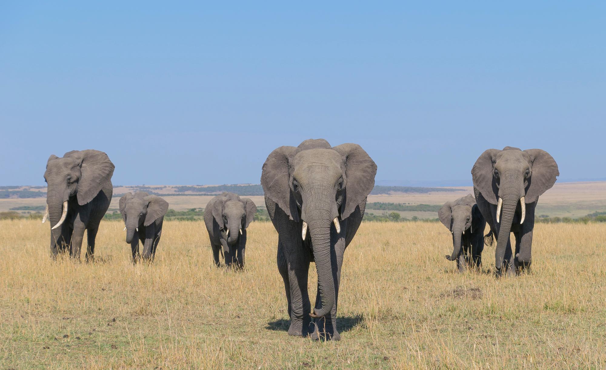 Essential Tips for a Safe and Fun Family Safari