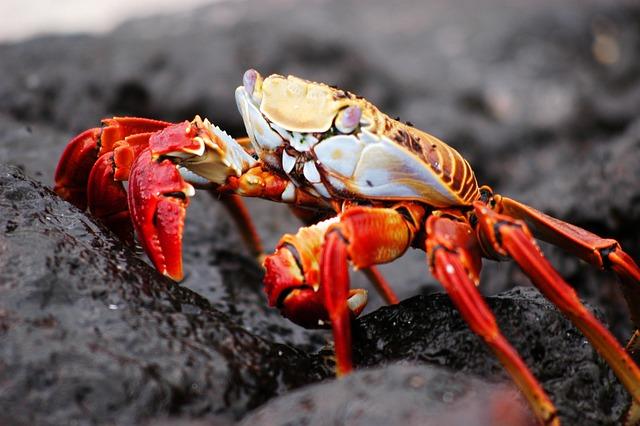 Unveiling ⁢the Secrets ​of the ‍Galápagos⁣ Islands