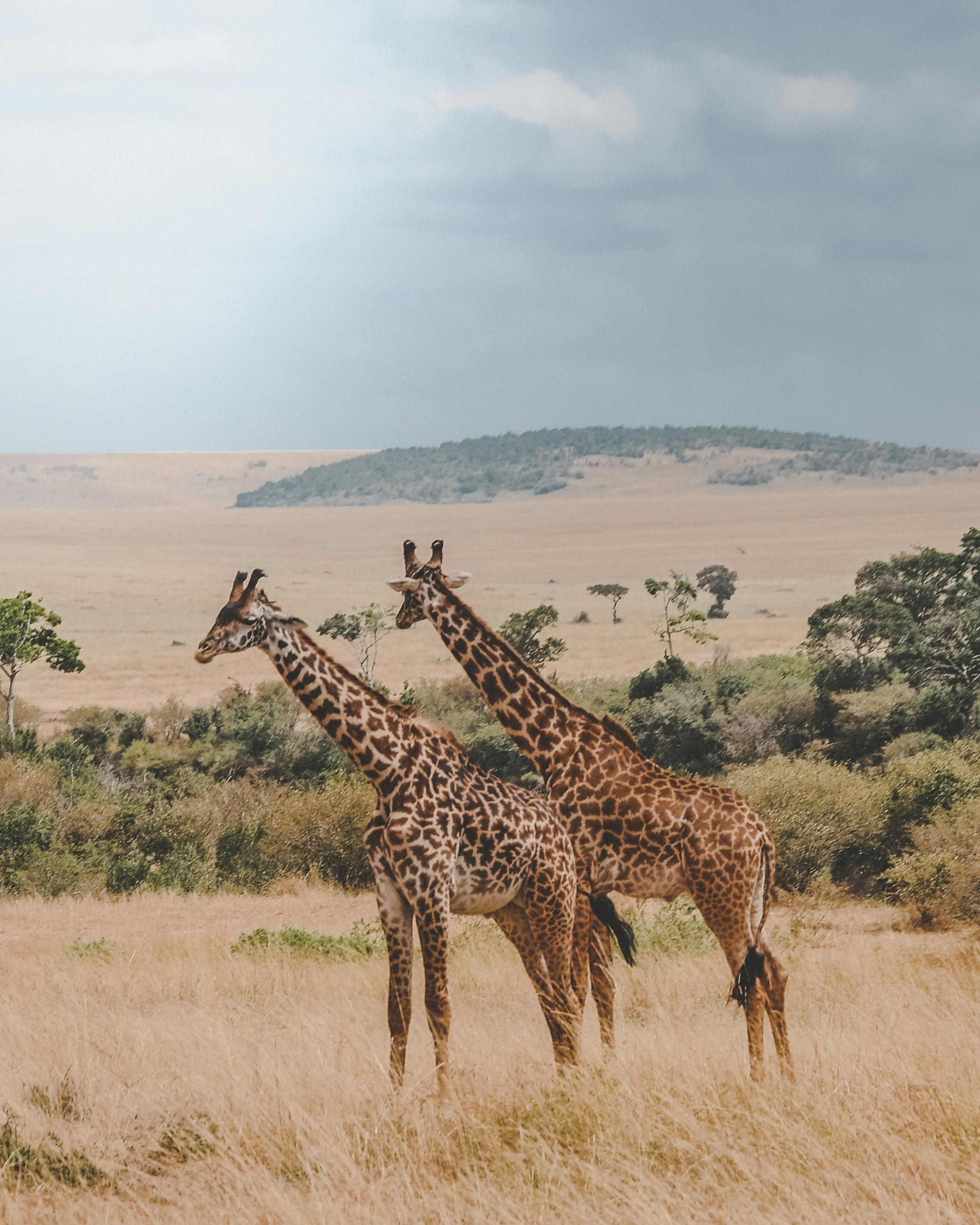 Expert Tips for a Memorable ⁣Maasai Mara‍ Safari ⁣Experience