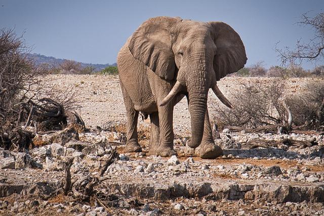 Discover the Untamed Wonders ‍of East Africas National ⁤Parks